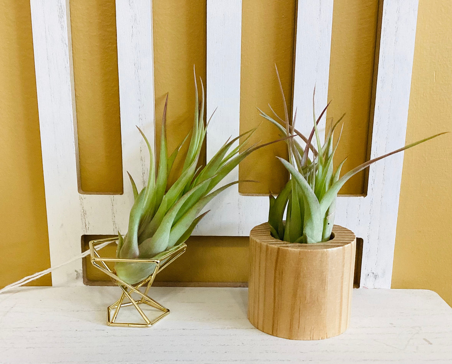 Air Plant Stands