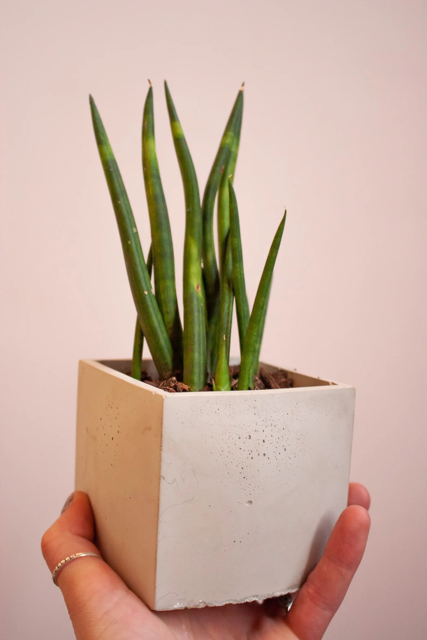 Planters