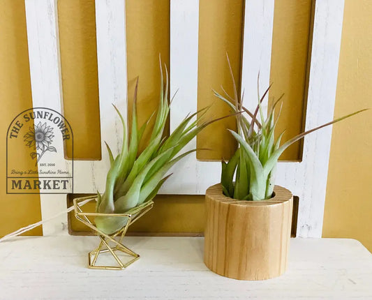 Air Plant Stands