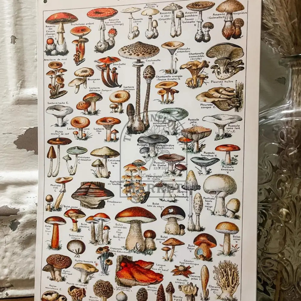 Metal signs - Mushroom Chart