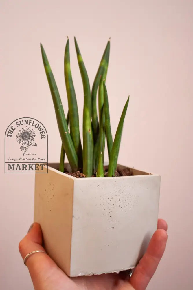 Planters - Square