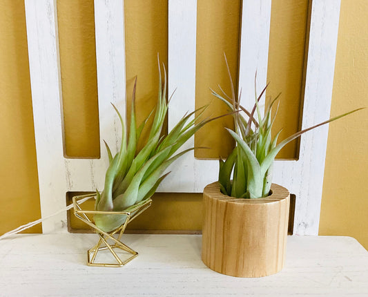 Air Plant Stands